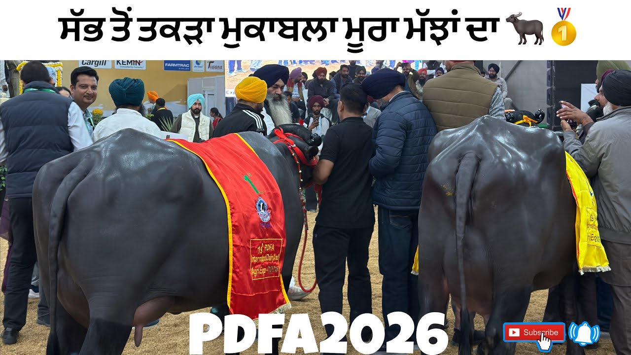 2 ਦੰਦ ਝੋਟੀਆਂ ਦੇ ਮੁਕਾਬਲੇ ਚ 4 ਦੰਦ ਕਿਵੇਂ?।ਸ਼ਾਨਦਾਰ ਫੈਸਲਾ ਕੀਤਾ| 🐃 @ParminderHeron 