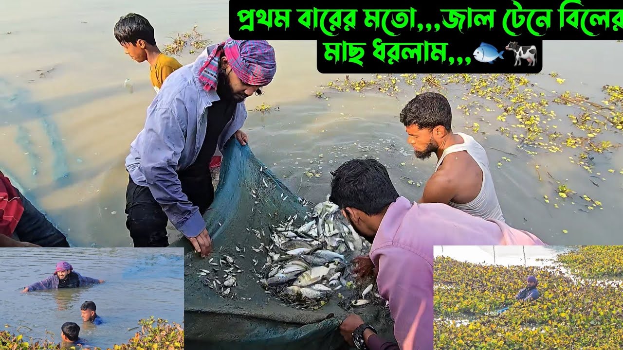 প্রথম বারের মতো,,,জাল টেনে বিলের মাছ ধরলাম,,,🐟🐄