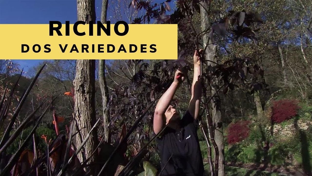 Dos variedades de ricinos - Decogarden - Jardinatis