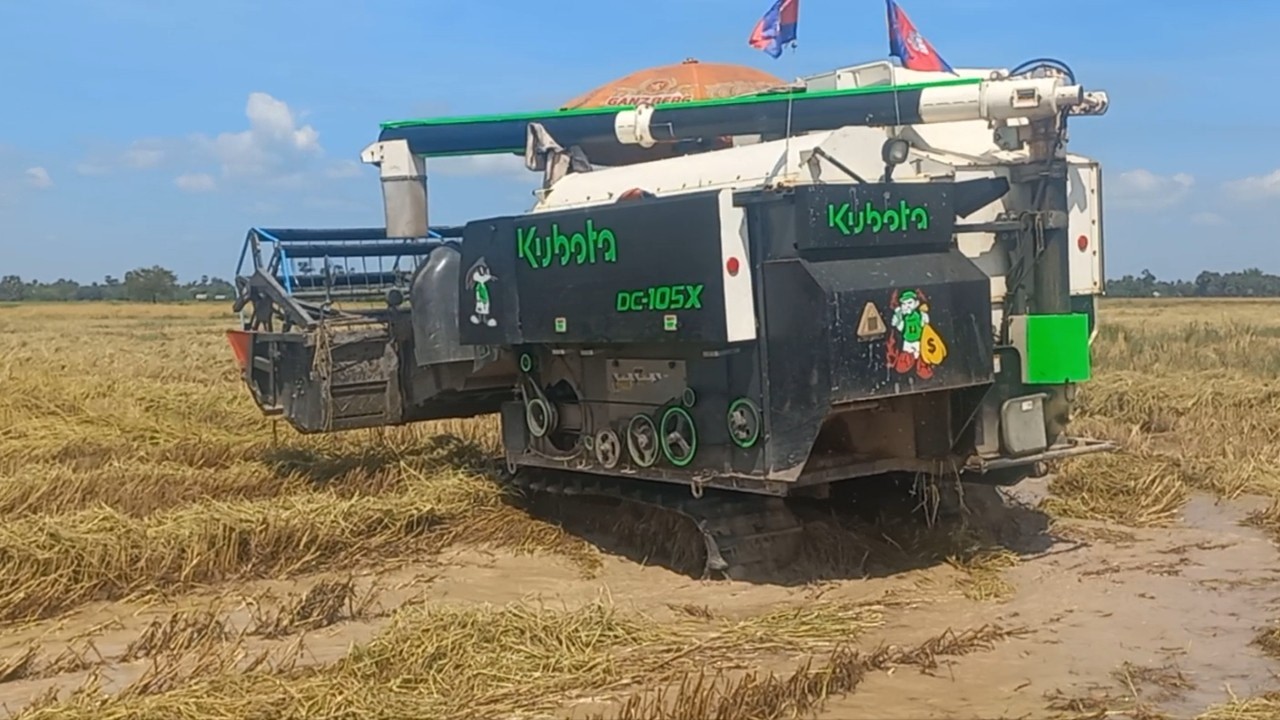 Kubota DC105X Harvesting Rice In Water Field, Machine Rice Cutting Khmer Farmer Agriculture