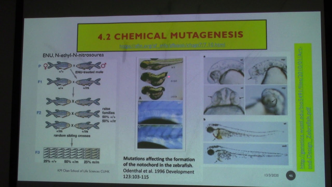 Zebrafish 1C Its Genome and Genetic Manipulations