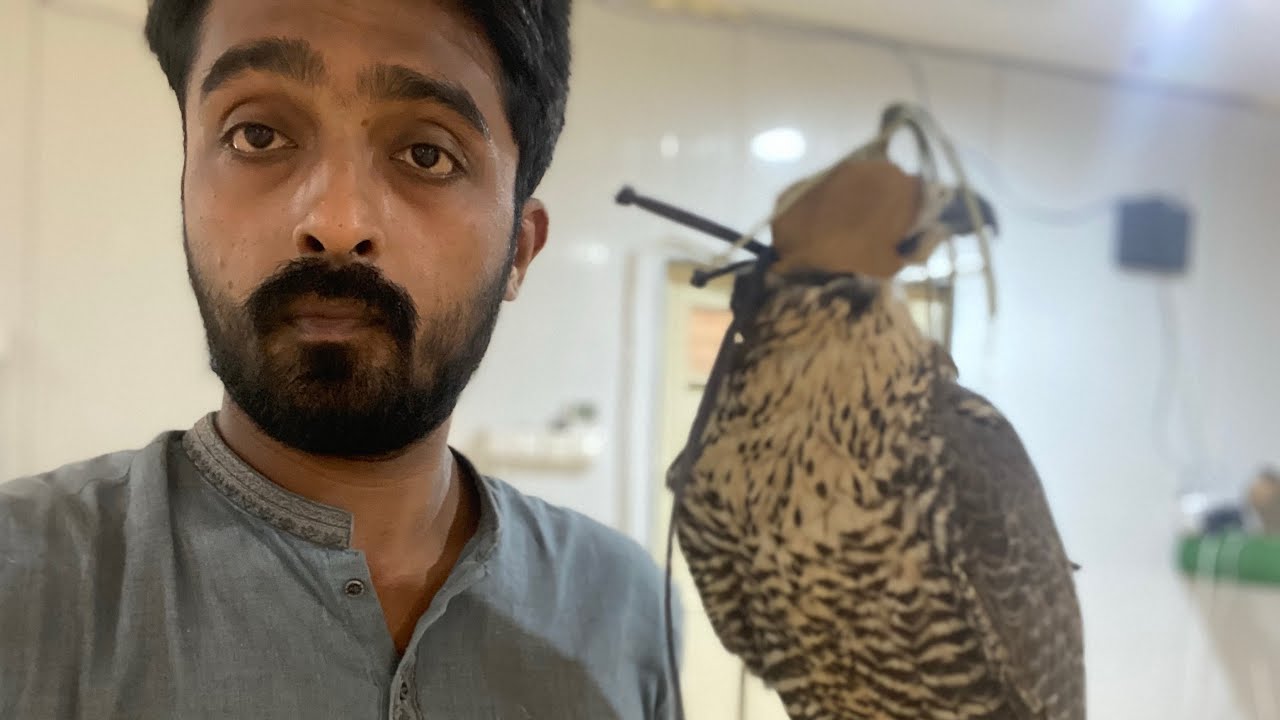 Black Gyr shaheen 🌹🦅
