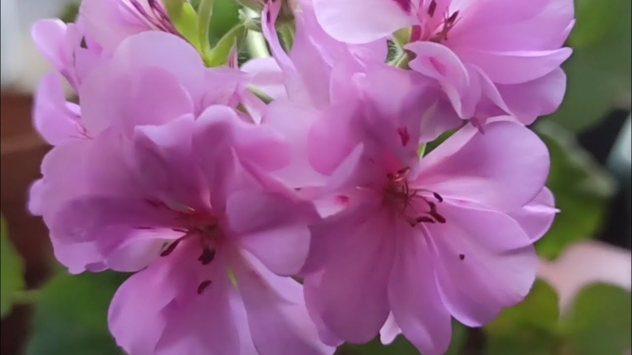 Como Cuidar El  Geranio Ivy,Hiedra, Gitanilla o Pelargoniums,,#geranioivy