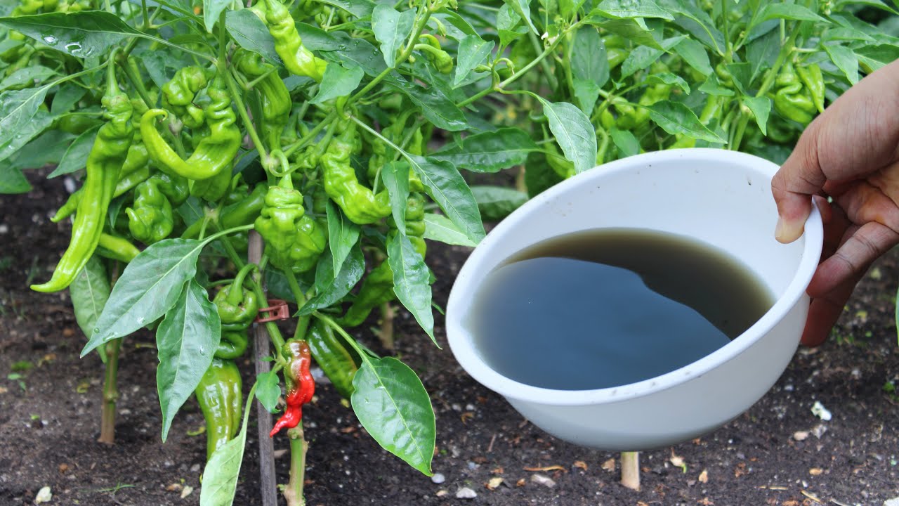My Secret Formula for summer vegetables (7 ingredients) 果实膨大剂