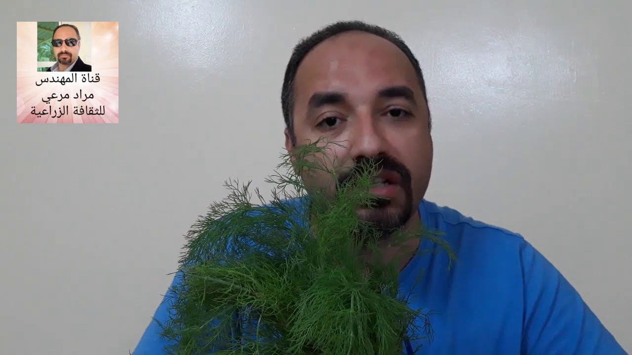 شبت أو عين الجرادة وطرق زراعتة من بذرة حتى جمع المحصول Anethum  حلقة 265