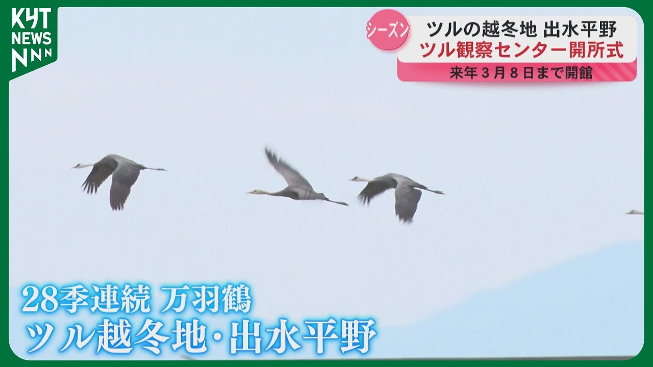 国内最大のツル越冬地「出水平野」観察センター開所式　ヒマラヤ山脈超えたアネハヅルなど1100羽