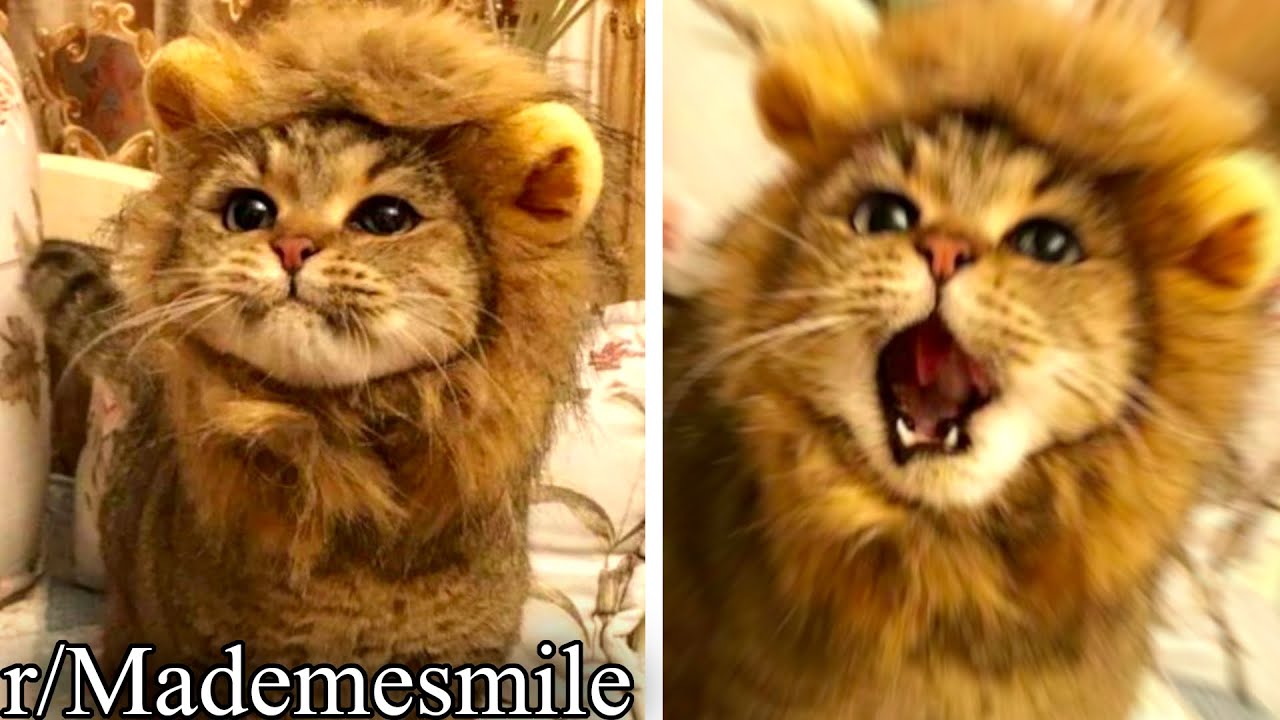 r/Mademesmile | ЛЕВ РЫЧИТ
