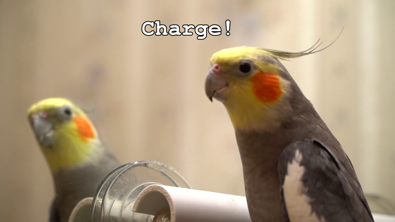 Sunny, Talking Cockatiel Extraordinaire 2017