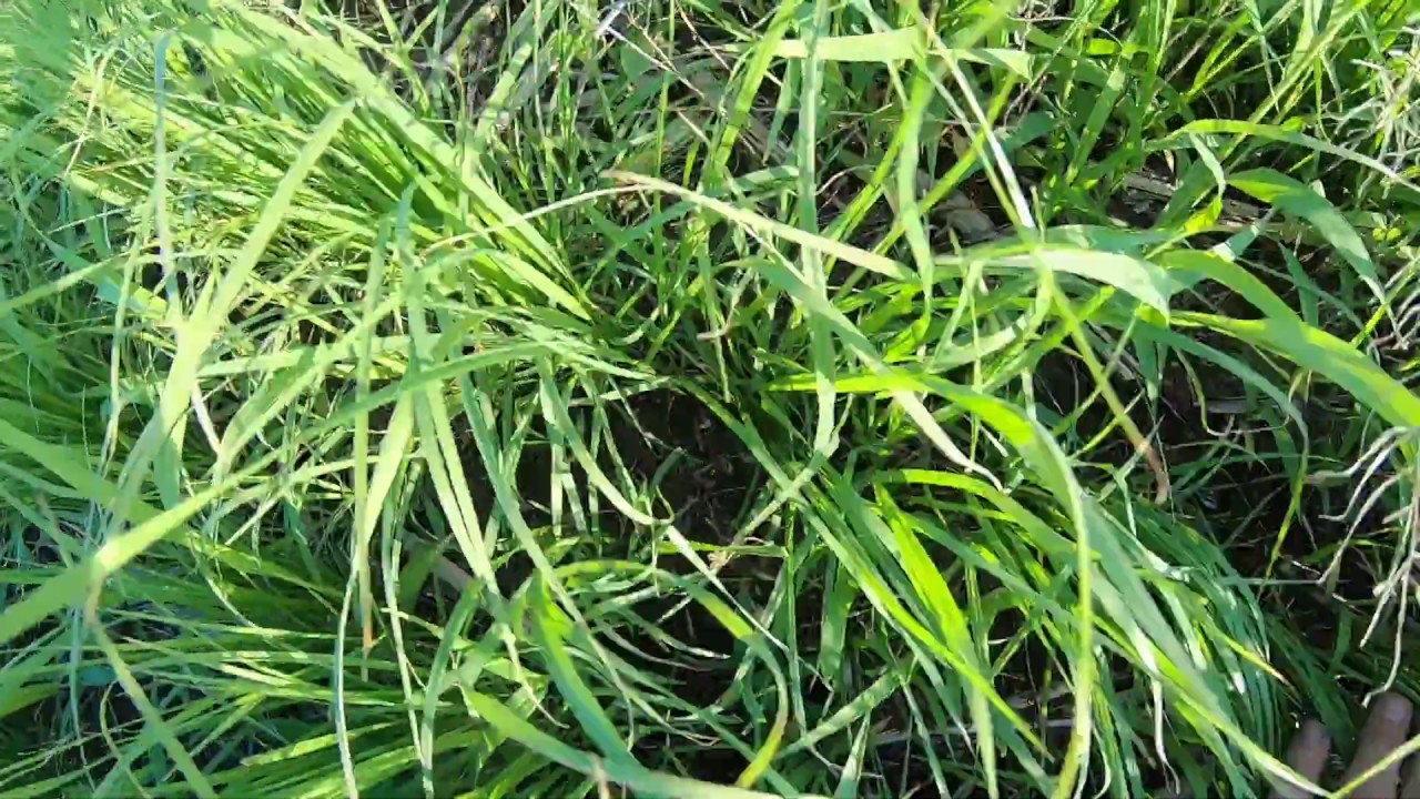 No tilled TEFF grass!