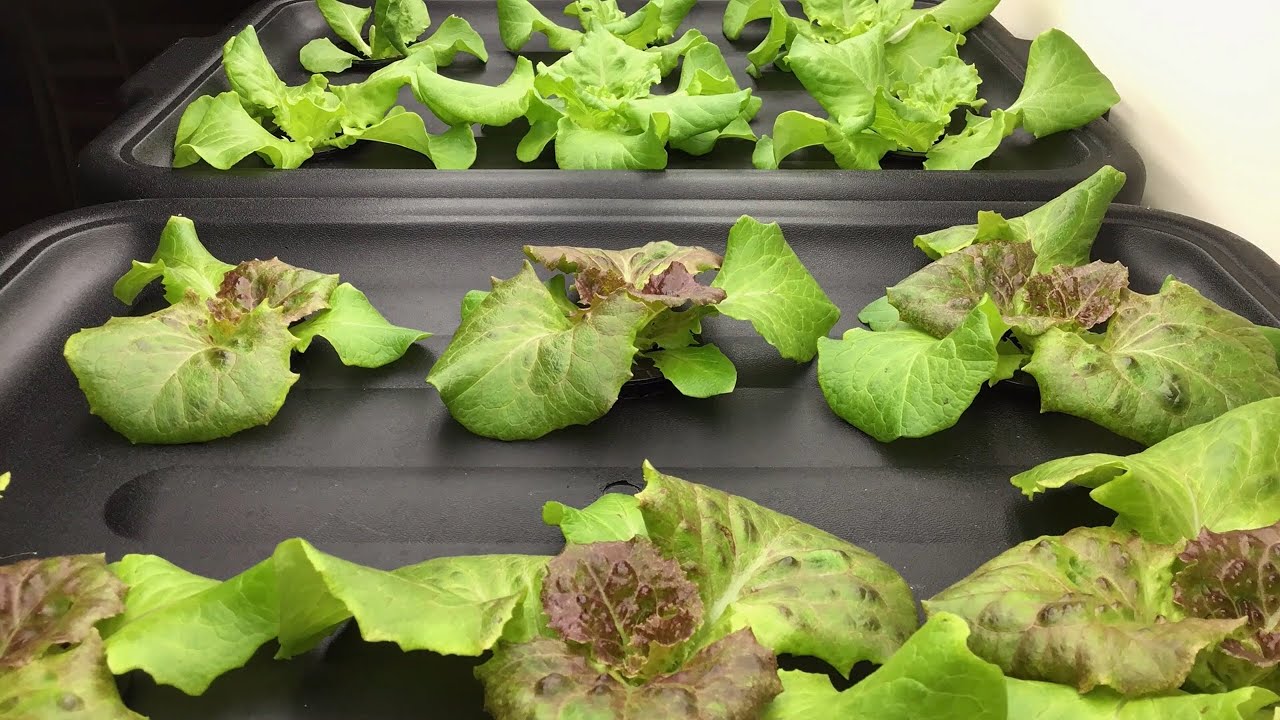 The Life of Hydroponic Lettuce (Time-Lapse Video)
