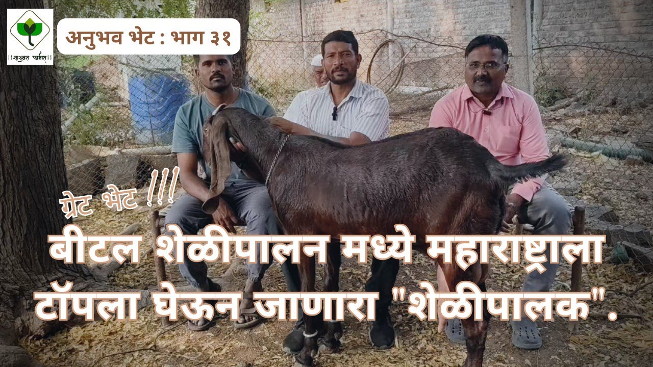 बीटल शेळी पालना मध्ये महाराष्ट्रला पंजाब पेक्षा पुढे घेऊन जाणारा शेळीपालक - मनोहर बोरकर.