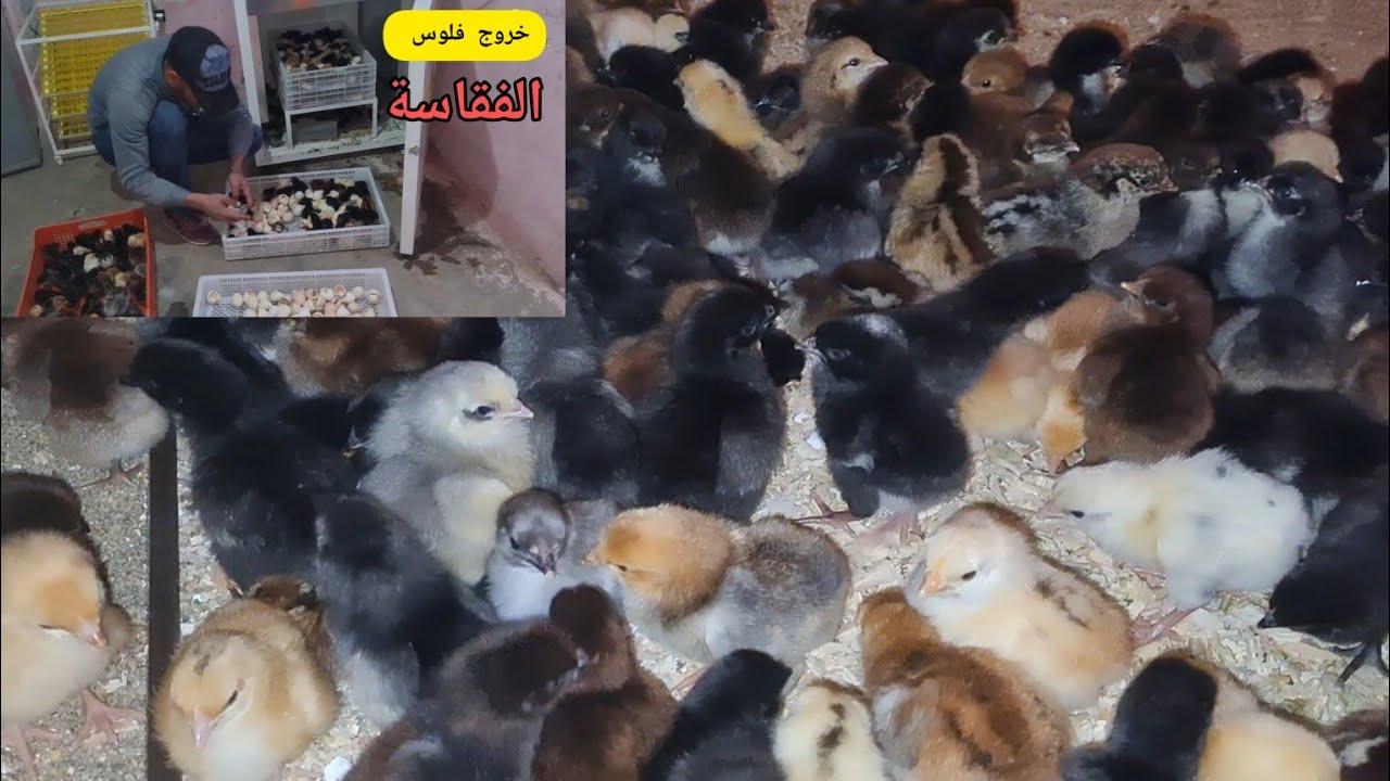 خرجنا الفلوس من الفقاسة احسن لحظة عند موربي الدجاج الله يبارك