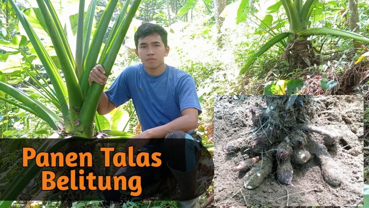 Panen Umbi Talas Belitung