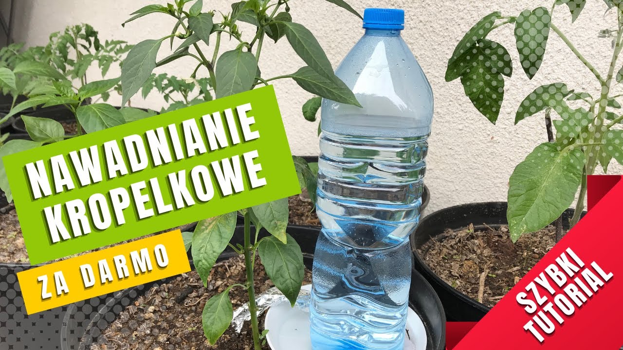 GENIALNY POMYSŁ NA PODLEWANIE CZYLI NAWADNIANIE KROPELKOWE, KTÓRE ZROBISZ SAM, CAŁKIEM ZA DARMO