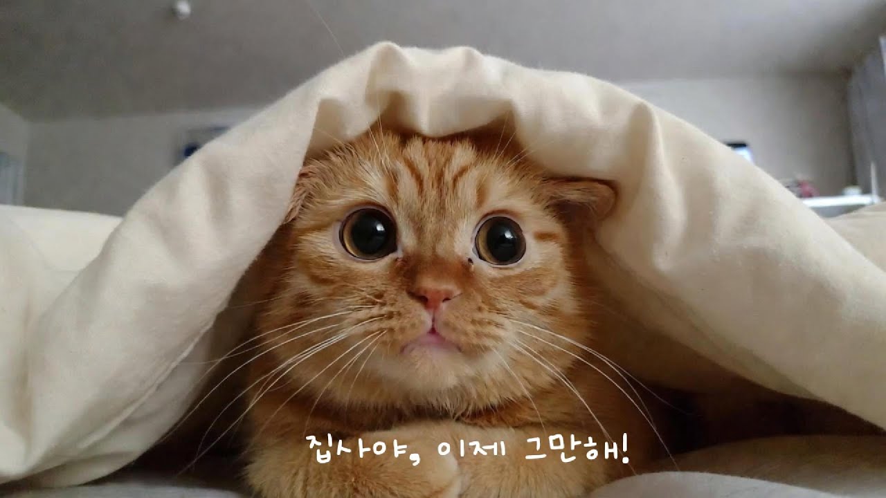 [Playlist] 오늘은 이 정도면 충분해 | 마음을 쉬게 하는 플레이리스트