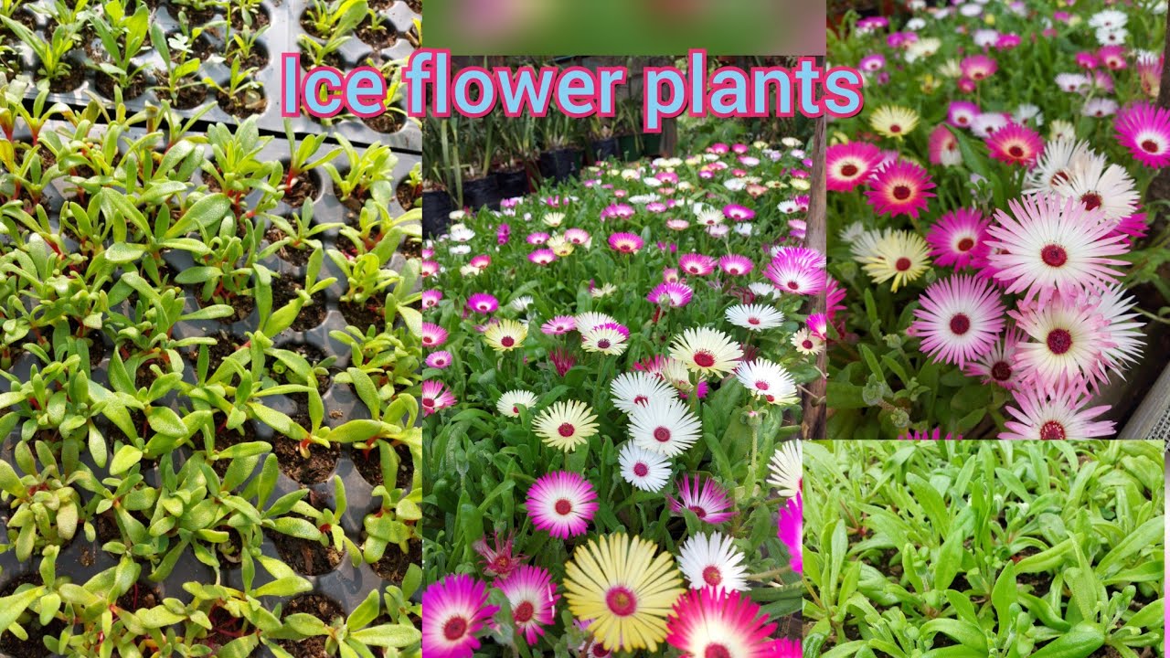 Growing Ice  plant Mesembryanthemum flower seeds to flowering time full updates ❤️❤️