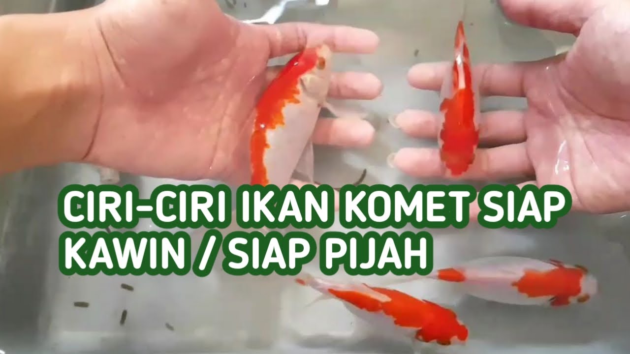 Ciri-Ciri Ikan Komet Siap Kawin / Siap Pijah