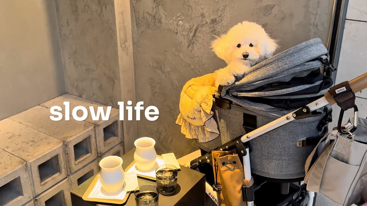 愛犬と過ごす日常vlog｜slow life in Tokyo dog vlog