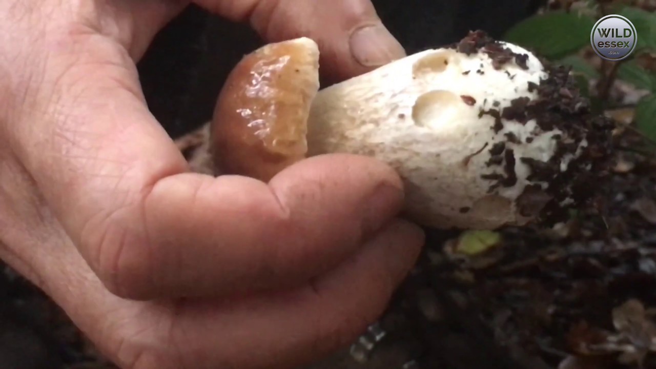 LARGEST EVER WILD MUSHROOM CROP AFTER FULL, HUNTER'S MOON ON OCTOBER 13 2019, RAIN AND 14oC – PART 1