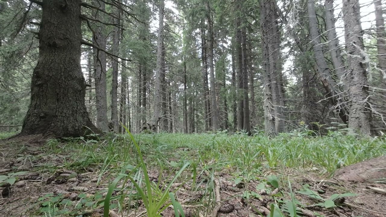 Melodic Pine Forest: Creaking Trees' Chorus in the Heart of Nature!