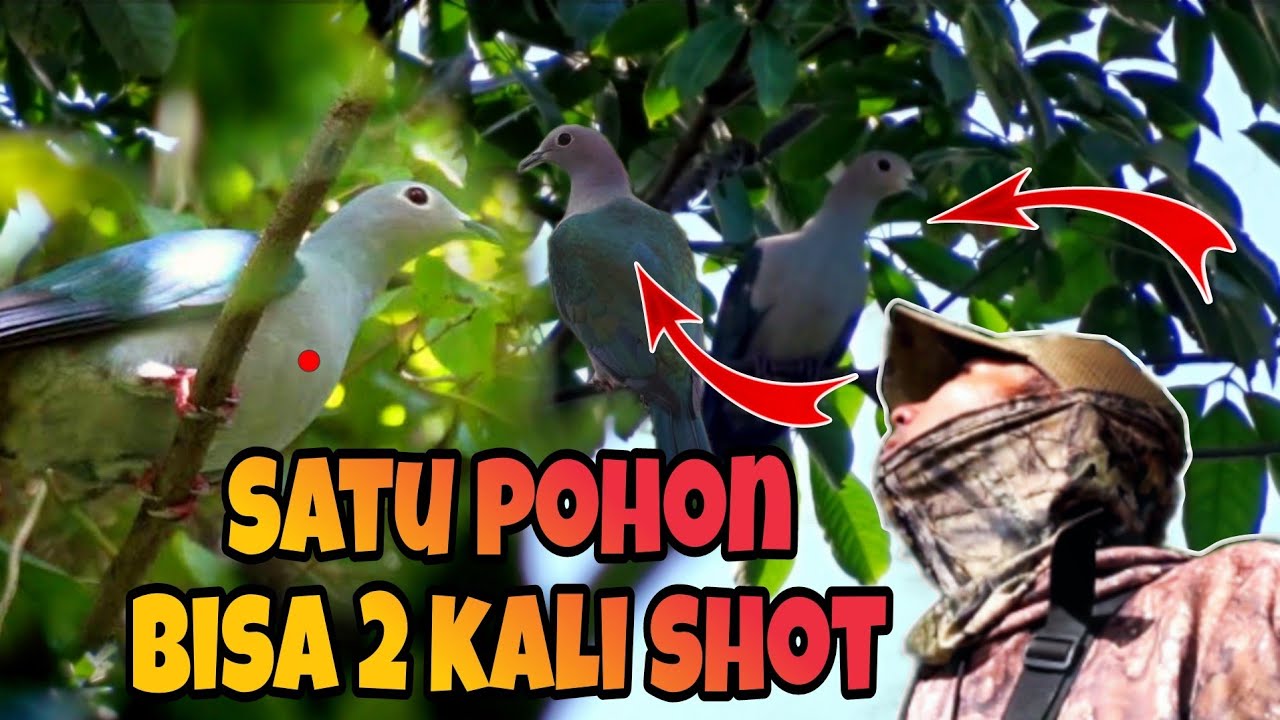 Berburu pergam di lokasi ini dijamin pasti point..!!!