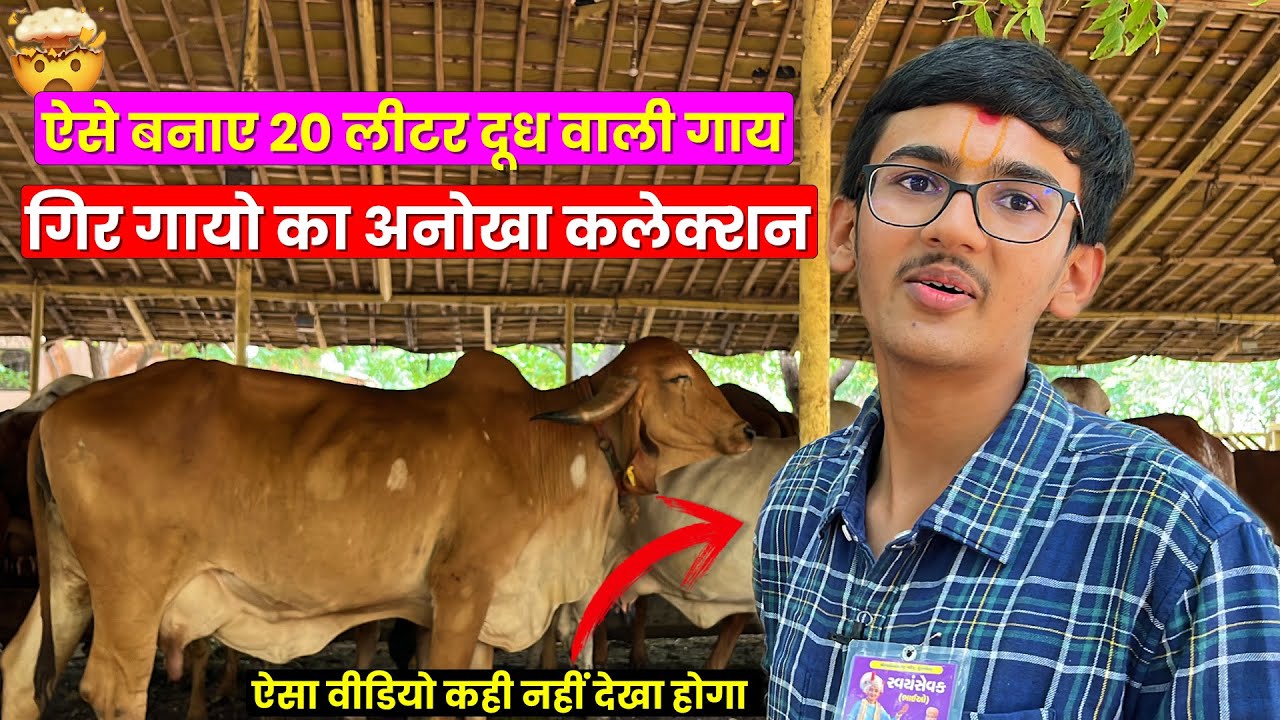 गिर गायों का गौरव-अदभूत कलेक्शन😱👌 गोपीनाथ गिर गौशाला कुंडल धाम गुजरात