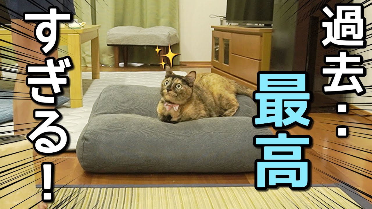 【待望】喧嘩する猫たちに新しいキャットタワーを購入したら