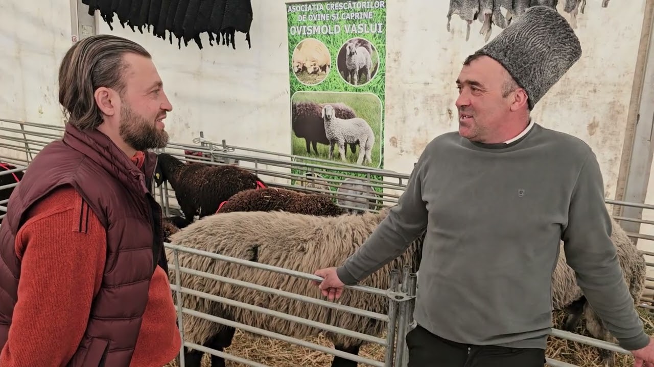 DOMNUL FILIP,CRESCĂTOR DE OI CARACUL,LA INDAGRA 2025.