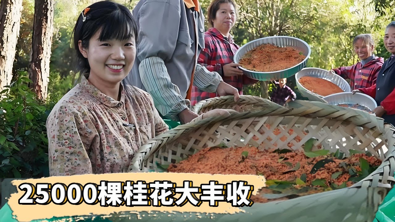 村裡25000棵桂花一文不值！村主任帶領打桂花賣錢，努力把它搖變成村裡的致富花！ 【燕麥行遊】#Farm #tour