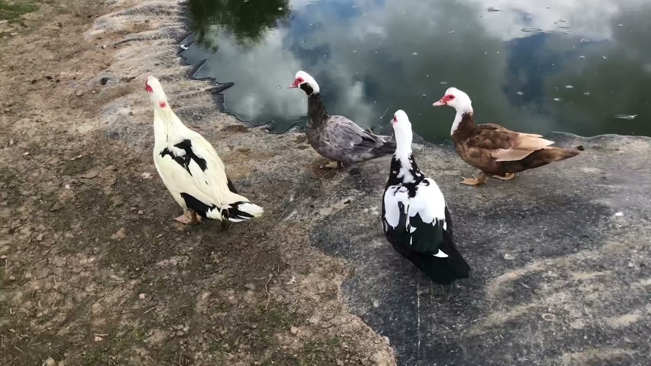 LA REPRODUCTION DES CANARDS