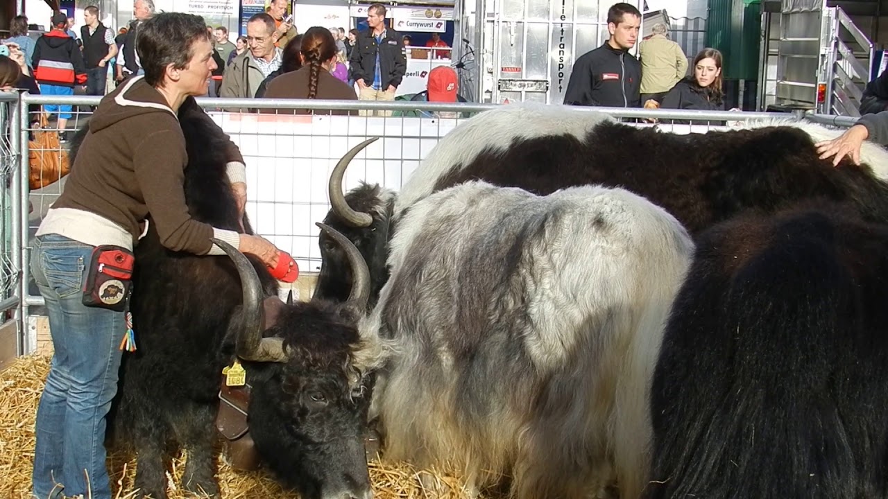ブラッシングしてもらうヤク　Yak 2013 1020