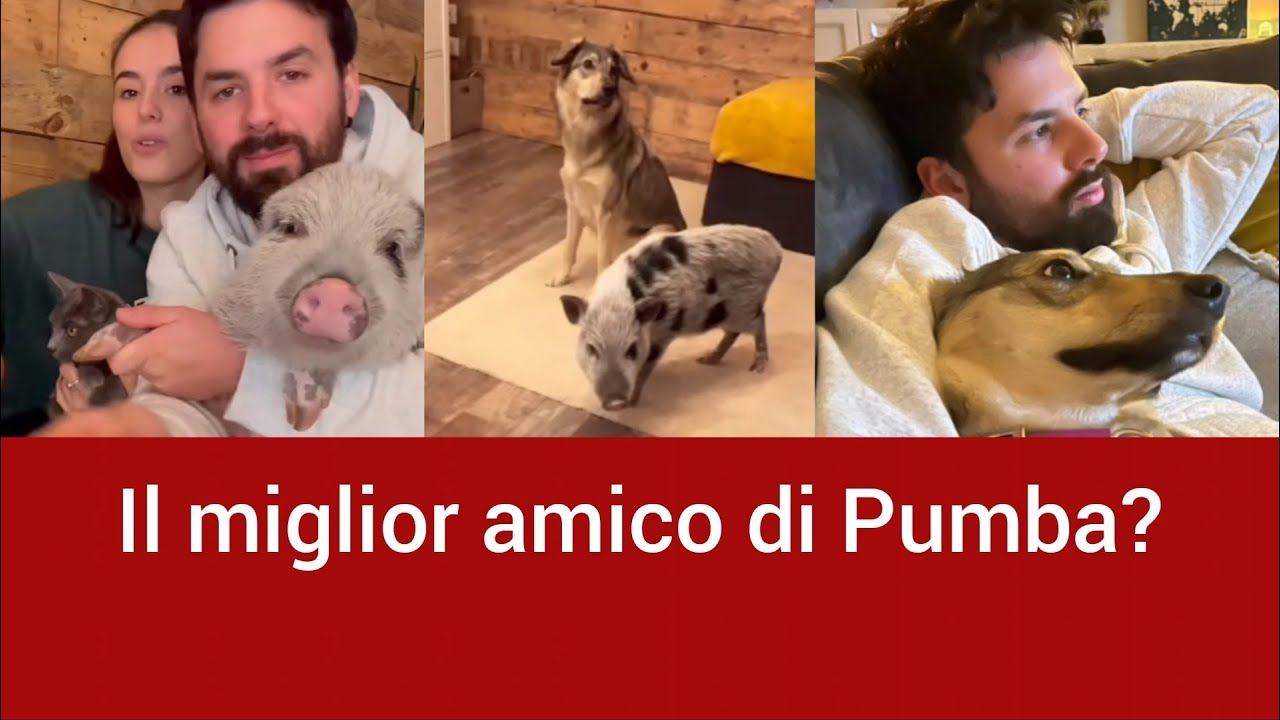Ecco chi è Ernesto l'amico di Pumba - Angolo di Paradiso Family Instagram Stories 1/12/22