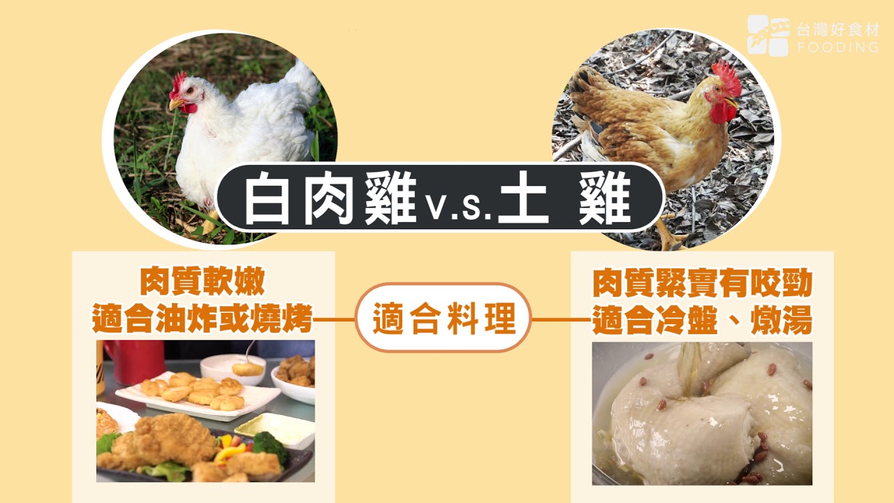 雞肉04 白肉雞vs土雞比較1225
