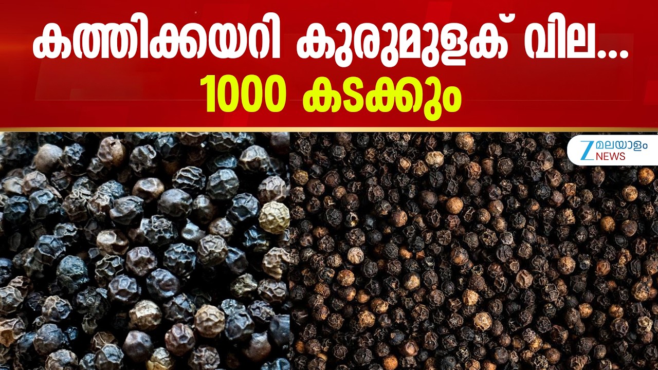 Black Pepper Record Price Hike | കുരുമുളക് കര്&zwj;ഷകര്&zwj;ക്ക് സന്തോഷ വാർത്ത, കത്തിക്കയറി കുരുമുളക് വില