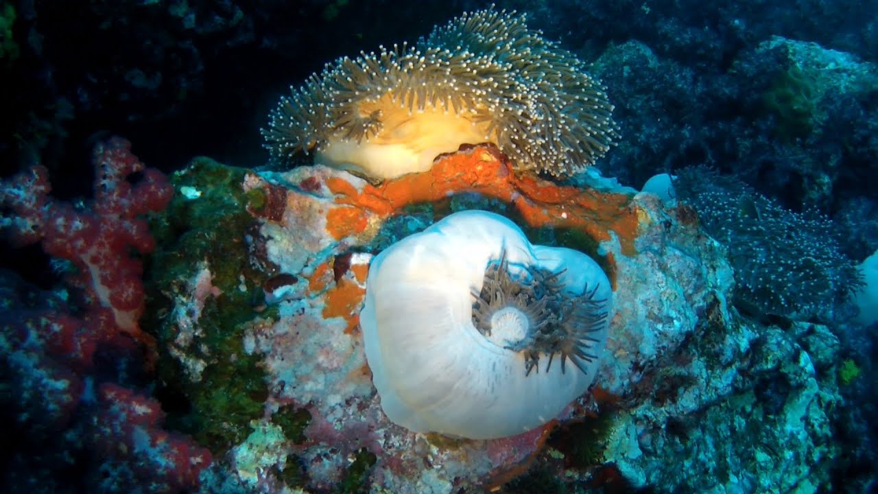 3-day-trip to Richelieu-Rock, Thailand (with the GoPro Hero 2 HD)