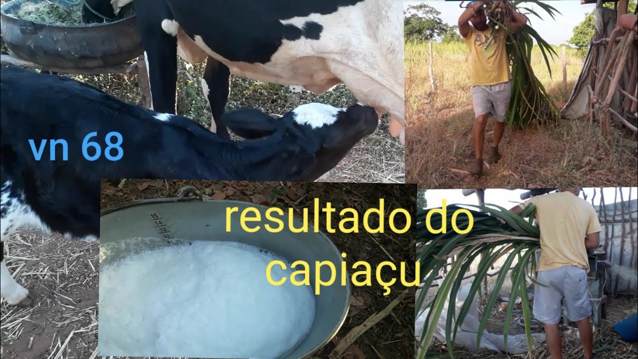 capiaçu almentou o leite das vacas vn68