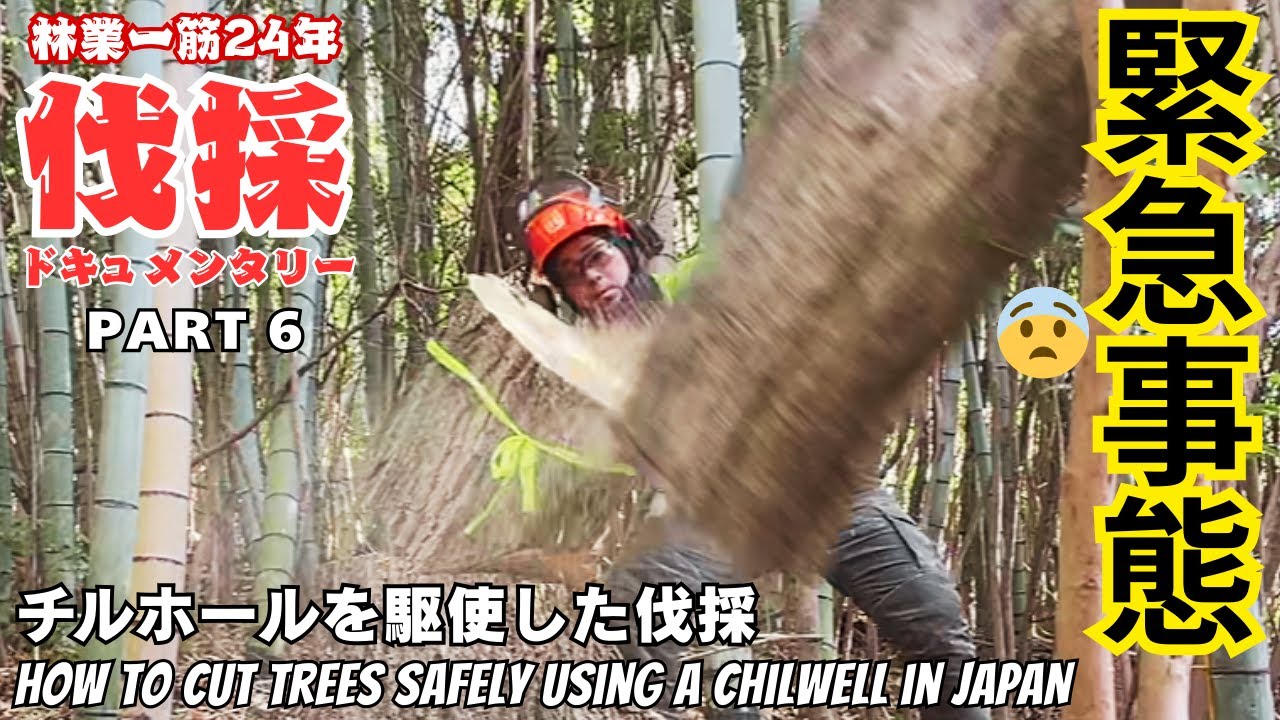 【緊急事態】伐採中に木が引っかかった… チルホールで危険回避！ | Tree Got Stuck While Felling… Using a Tirfor to Avoid Danger!