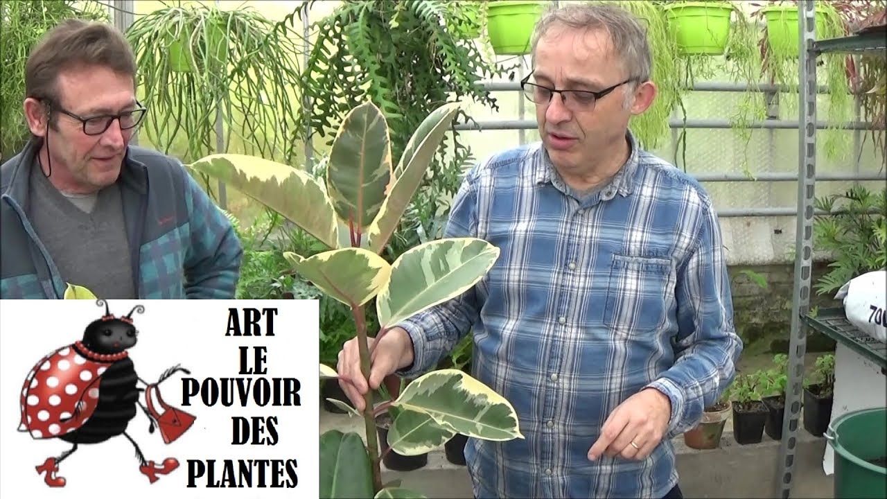 Conseils jardinage: caoutchouc: Entretien du  (Ficus elastica): Plante verte d'intérieur