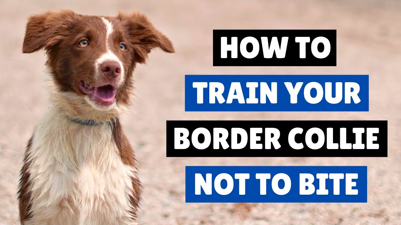 How To Train Your Border Collie NOT To Bite 🤐