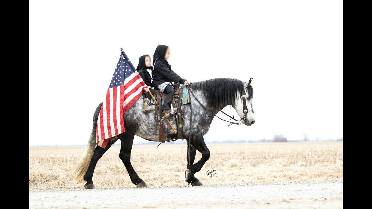Jewel - Percheron/Pony Cross - Yoder Equine