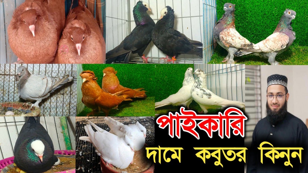 🌹ডিম বাচ্চা সহকারে অল্প কিছু কবুতর বিক্রি হবে পাইকারি দামে কবুতর কিনুন👉মাওঃআশিকুর🌹🌹🌹