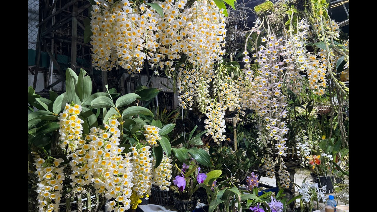 Hoa lan lòng tu, kim diệp Xuân-0834608769- LAN RỪNG LÂM ĐỒNG