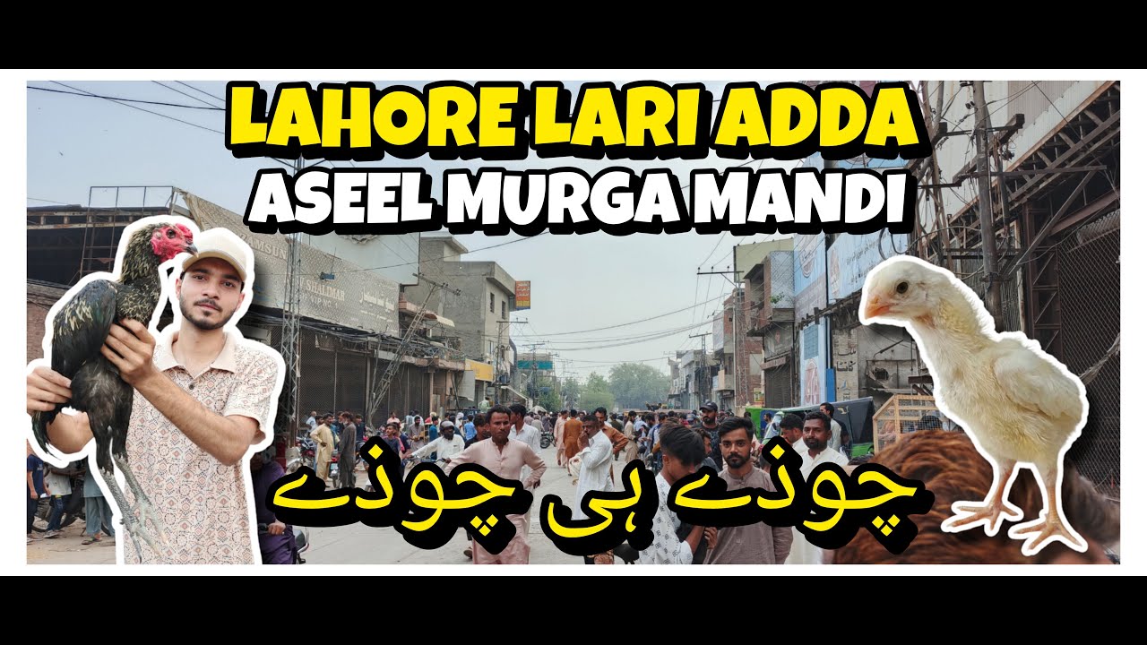 Lahore Aseel Murga Mandi || Lahore Lari Adda Aseel Murga Mandi 2025| Lari Adda Aseel Market 2025 #yt