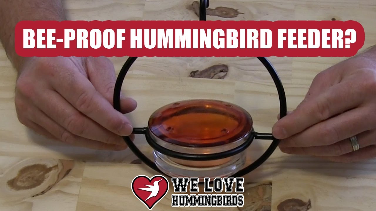 Best Bee Proof Hummingbird Feeder Ever?