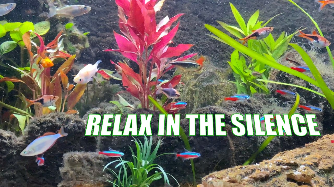4K 400 Fishes AQUARIUM REAL SCREENSAVER | NO MUSIC 1 HOURS 🔴 | RELAXING 🐡🐠🐟 FISH 4K #RELAXTIME
