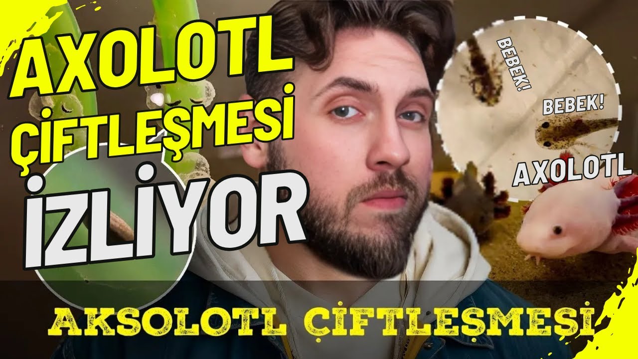RRaenee, Elraenn ''Aksolotllar Nasıl Çifleşir' İzliyor – Baştan Sona Tepki