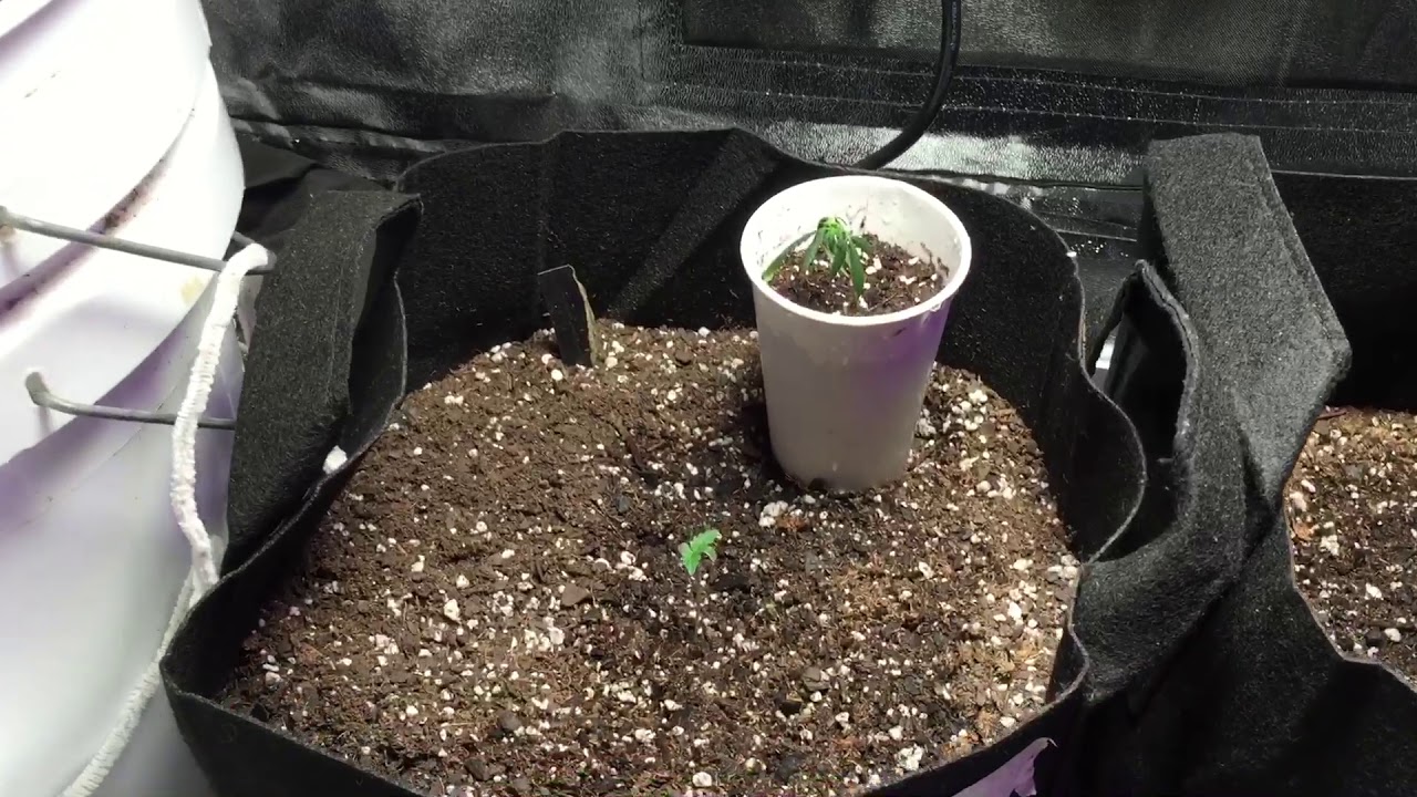 New grow tent and new plants check this video out guys I&rsquo;m using my 600 ygrow led light and my 45w