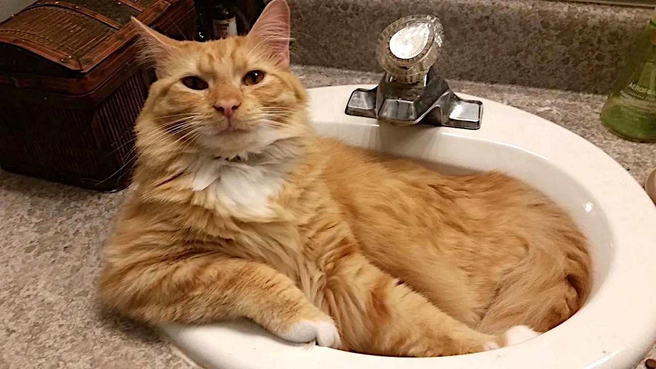 Cats take control.