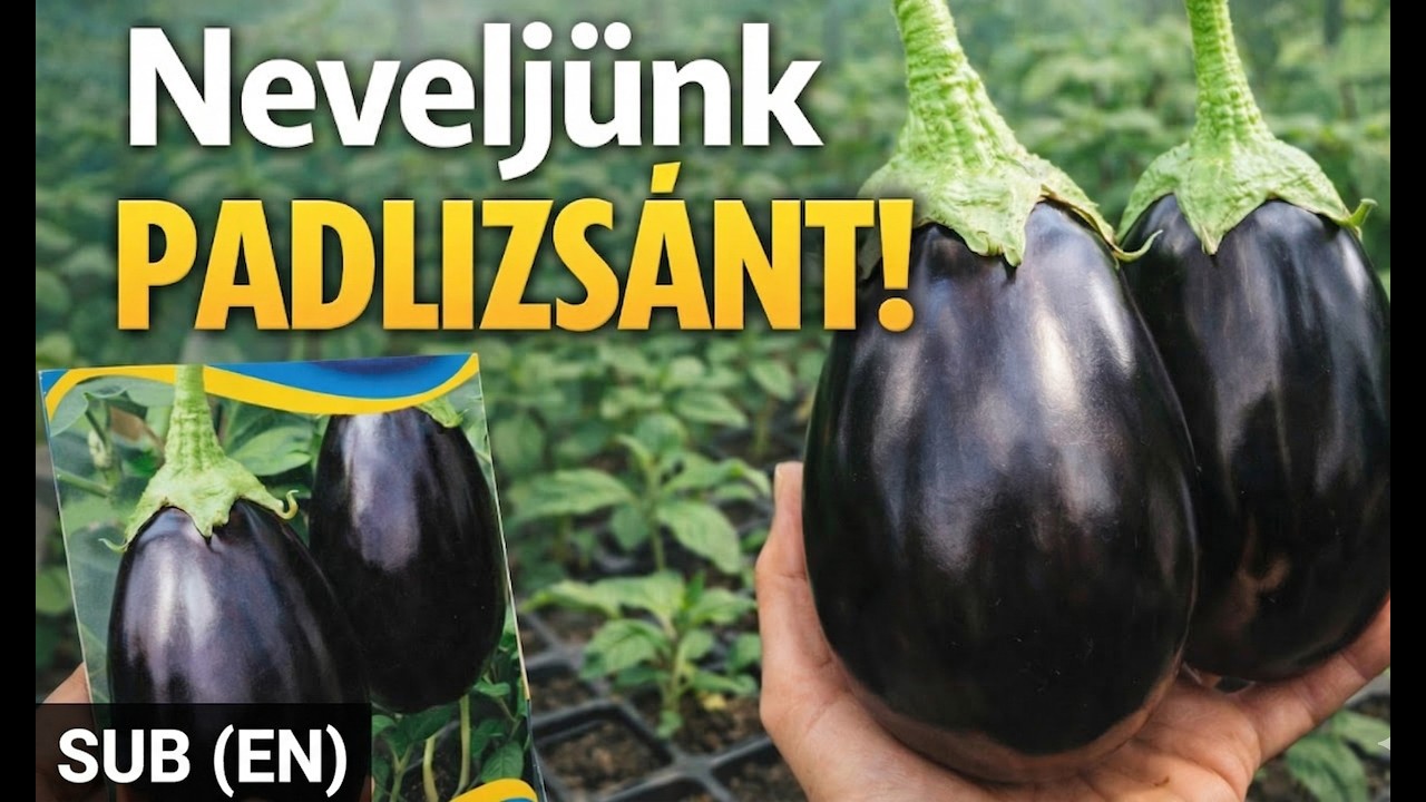 Neveljünk padlizsánt