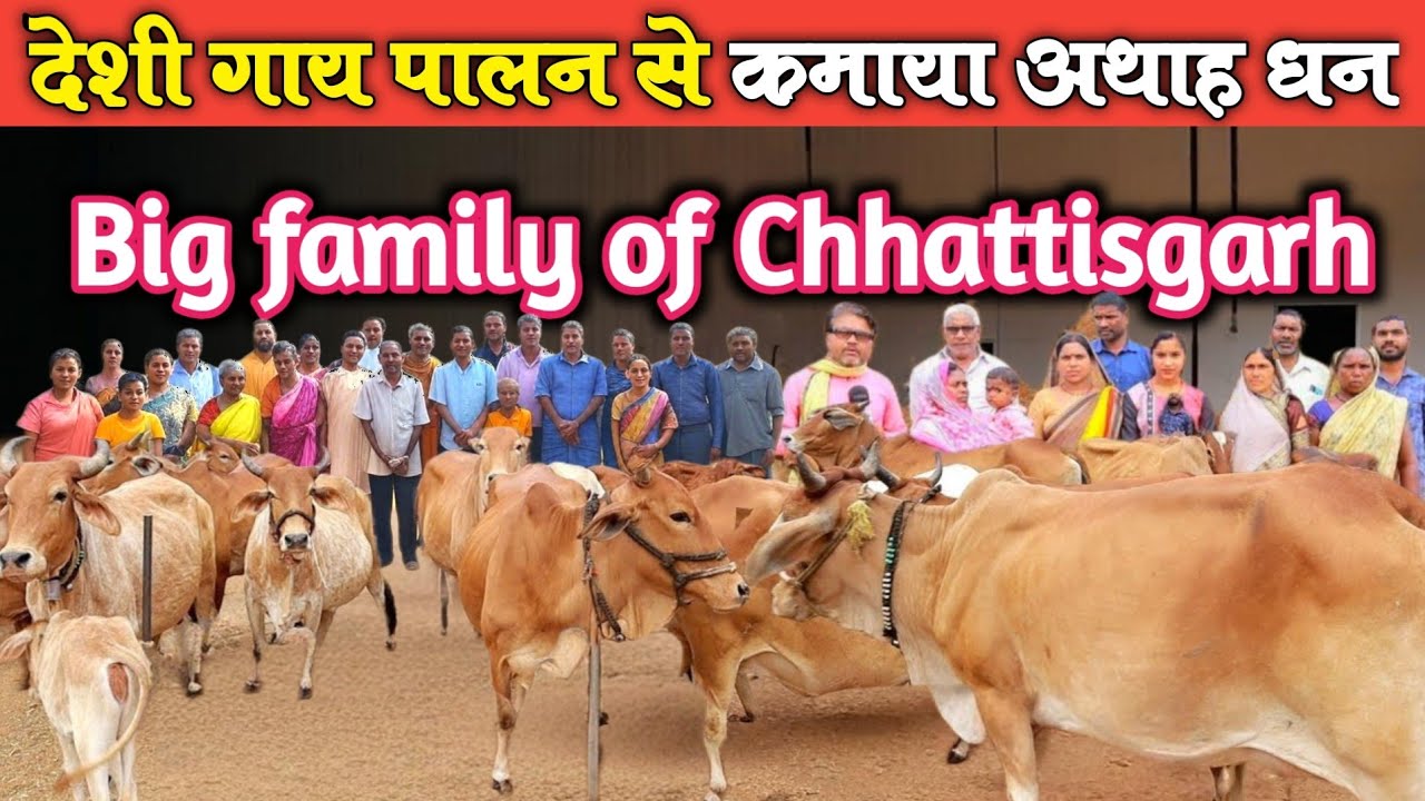 देशी गाय पालन से कमाया धन छत्तीसगढ़िया परिवार ।। Deshi Cow Farming By Big Family Of Chhattisgarh